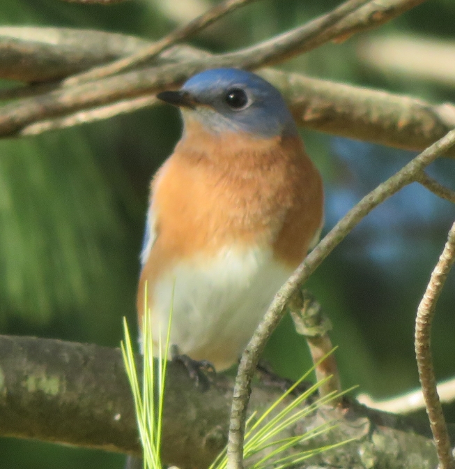 Bluebird in Pine Tree - Redgate Park, Rockville, MD