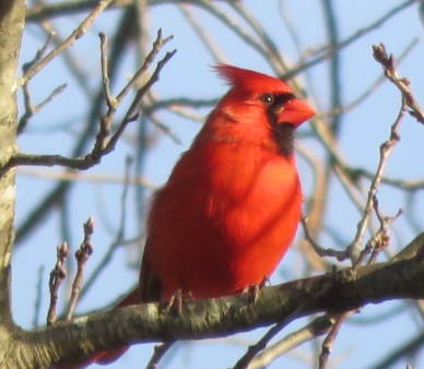 Cardinal in Tree at Redgate Park, Rockville, MD